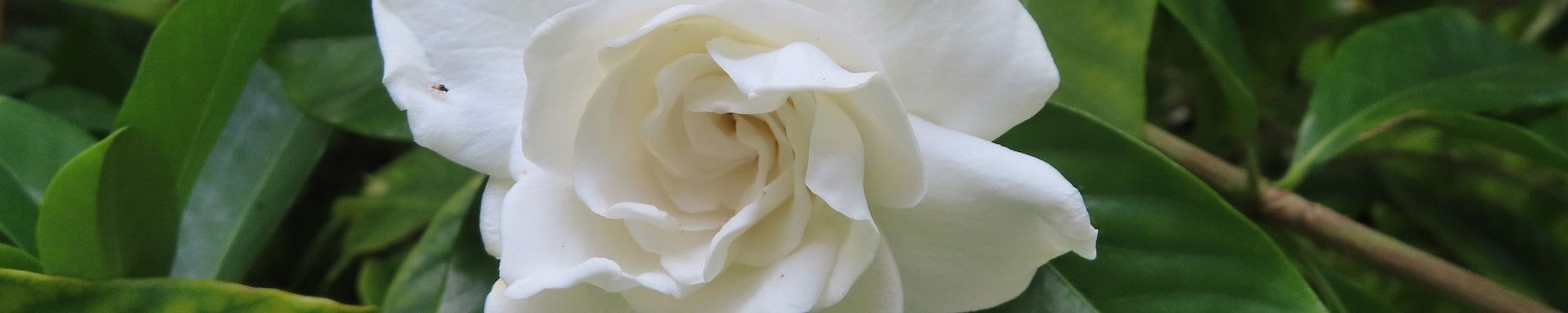 Cover photo for Nancy Eileen Tiedeman's Obituary