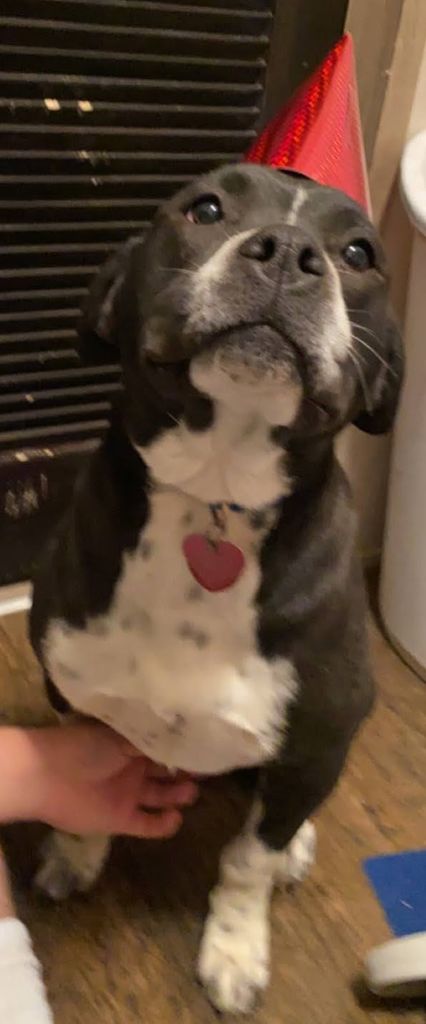 Gizmo Bear Gremlin Profile Photo