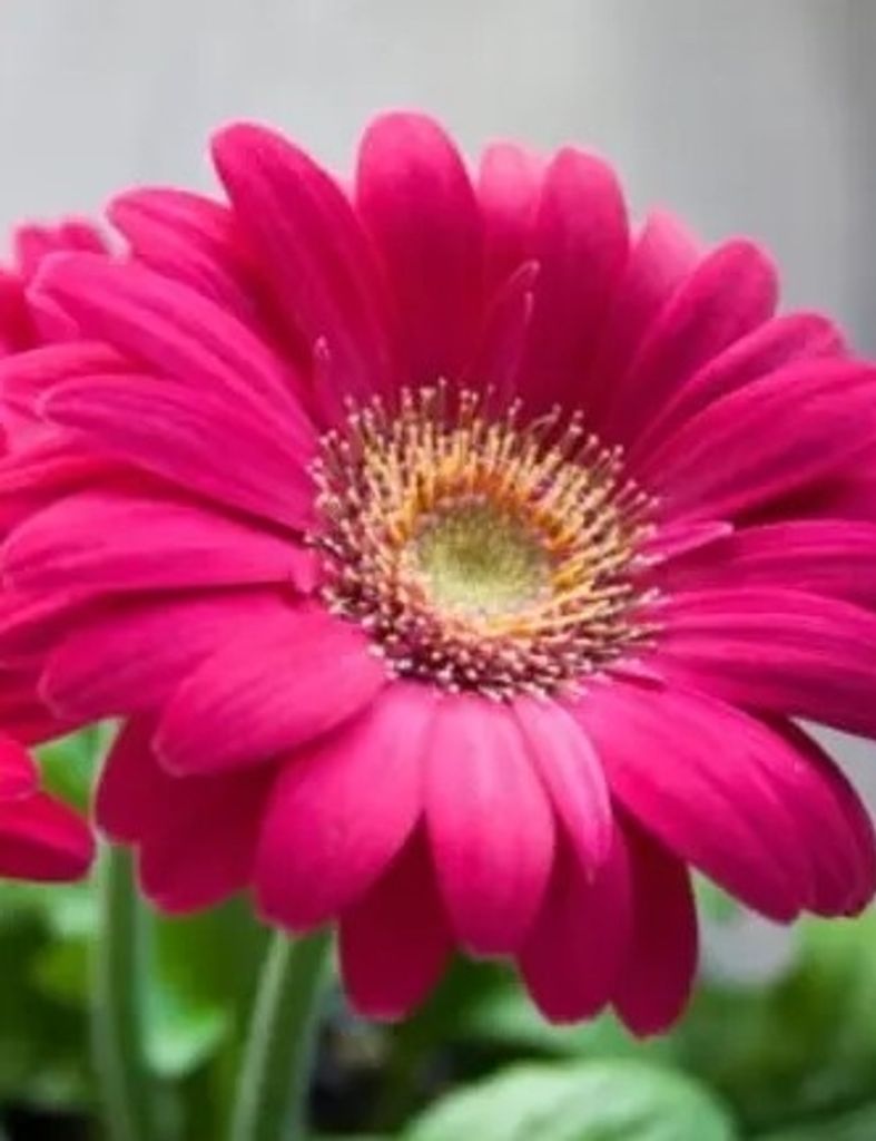 Charlotte Scripp Profile Photo