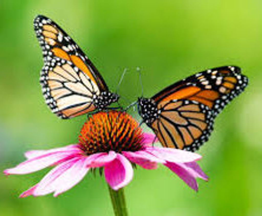 Loretta Fay Bryant Profile Photo