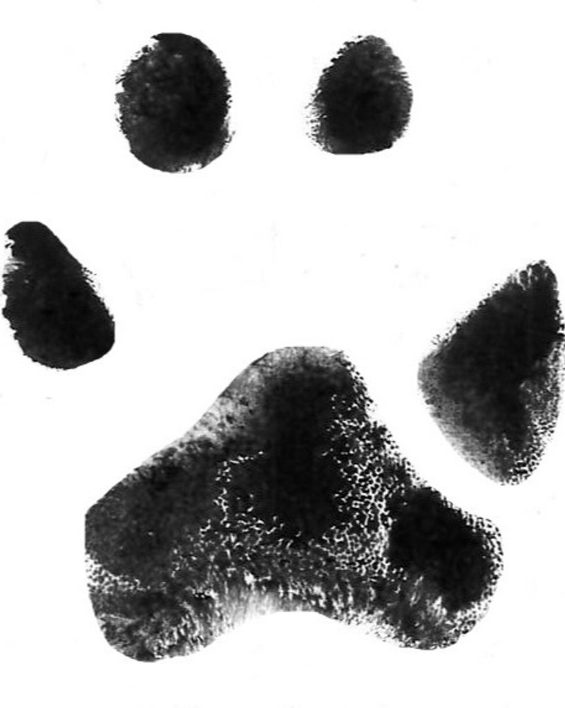 Rico Davila Profile Photo