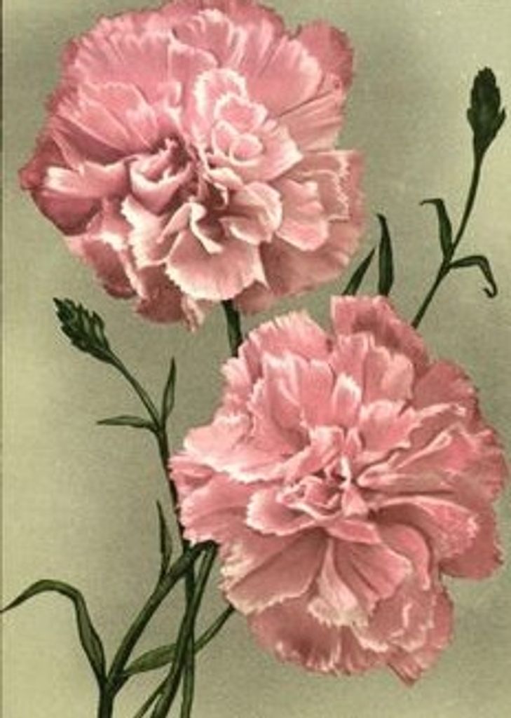 Helen Bessire Profile Photo
