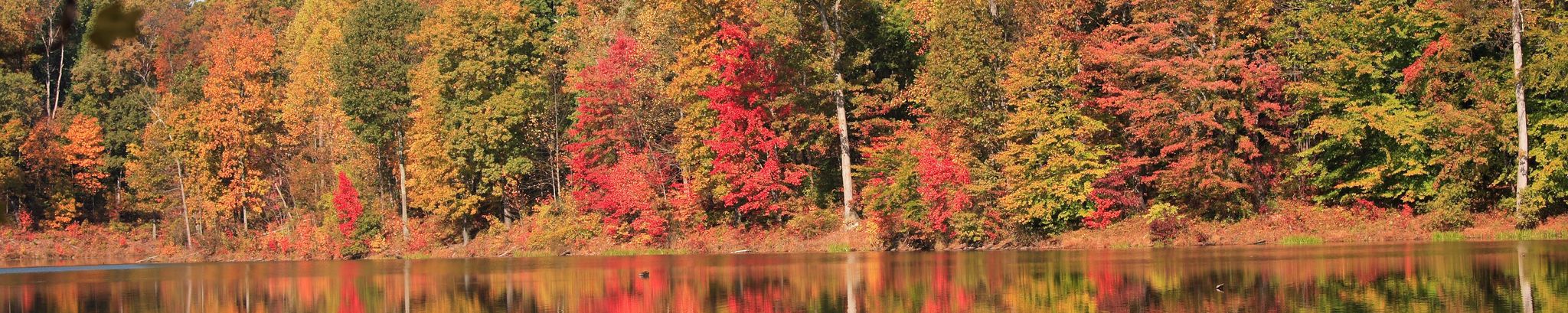 Cover for Qinglan Li's Obituary