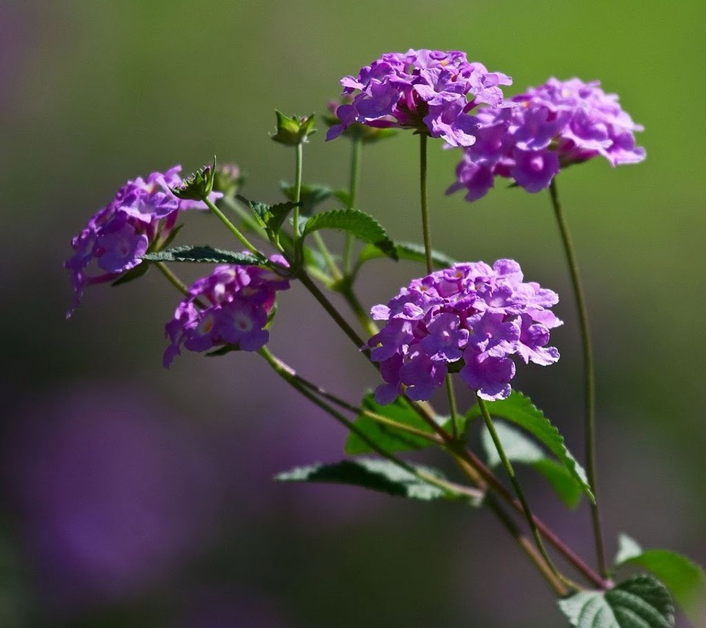 Cora Marcella Jaramillo