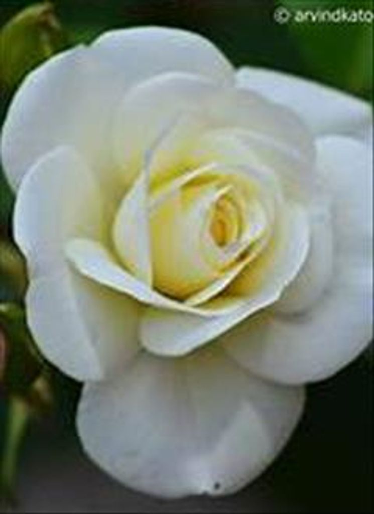 Ruth Ann Bydash Profile Photo