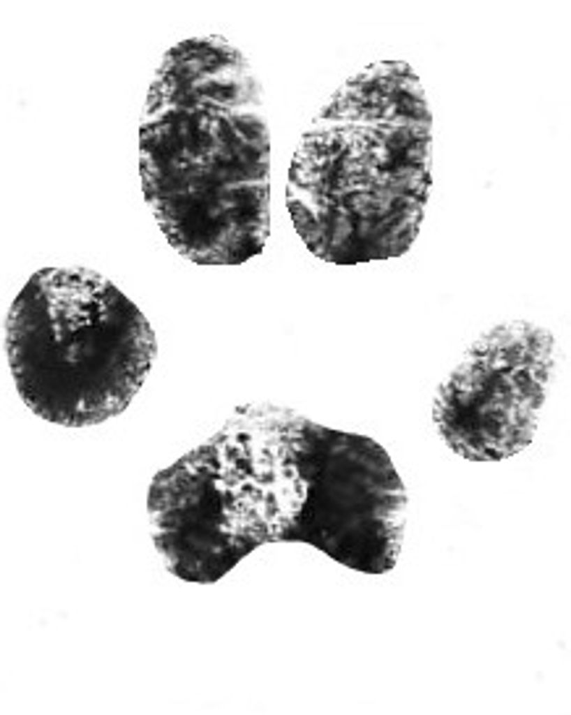 Sarge Ranipe Profile Photo