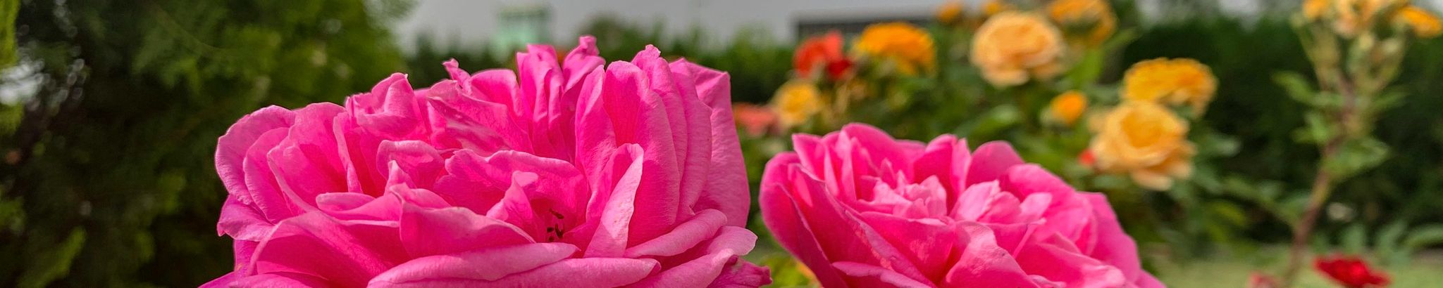 Cover for Shirley Thornton's Obituary