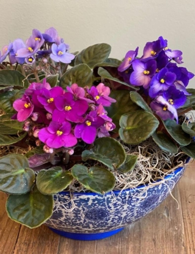 Beulah Isaac Profile Photo