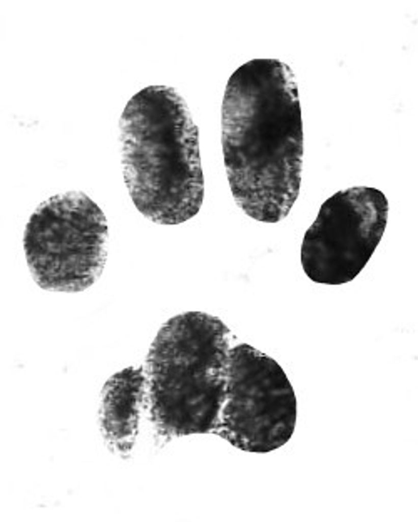 Linus Vanpelt Brigham Profile Photo