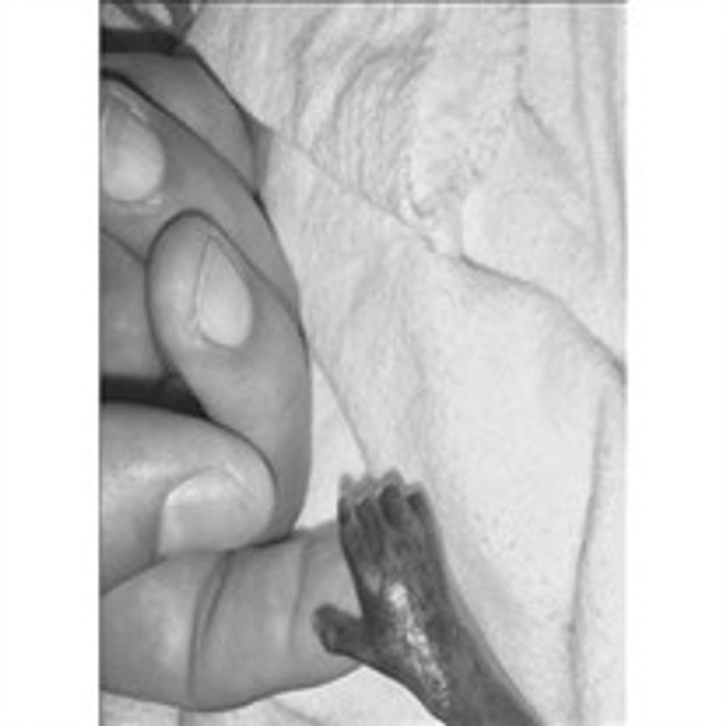 Eva Rose Komalty