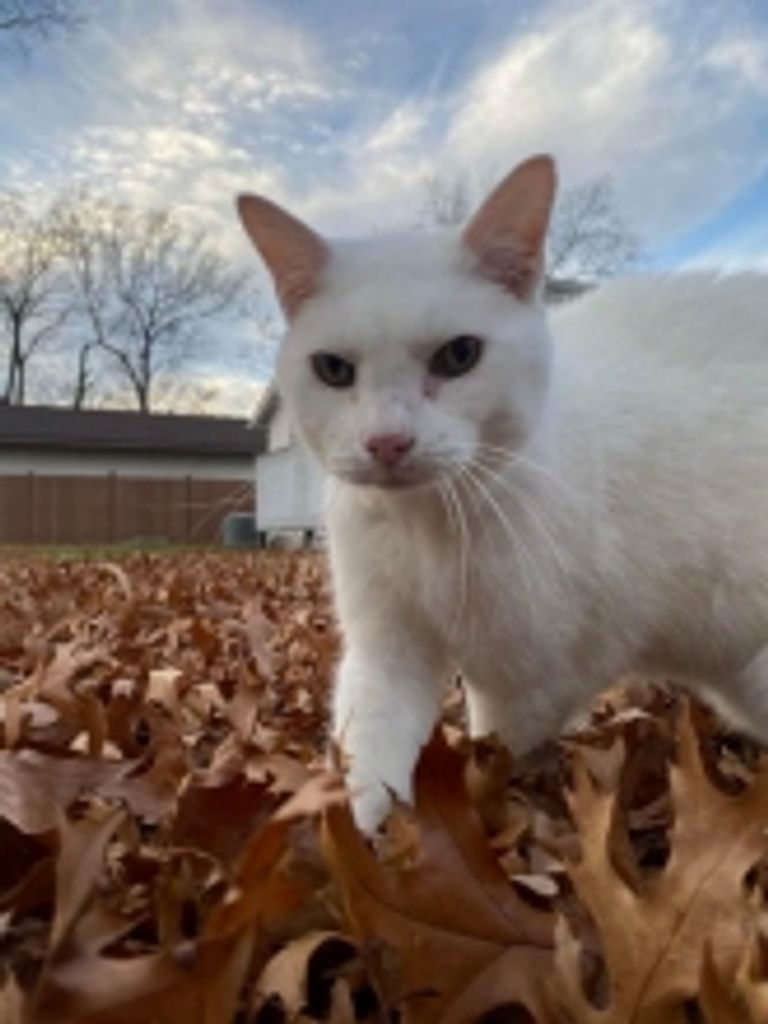 Ghost Payne Profile Photo