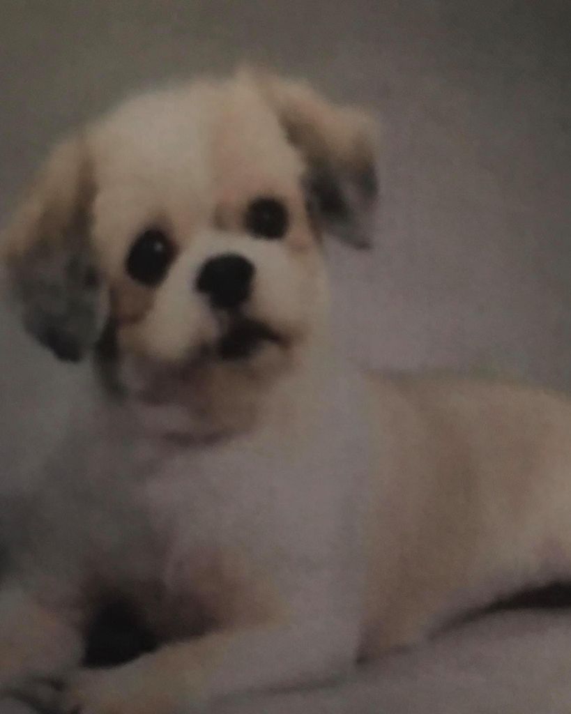 Gizmo Profile Photo