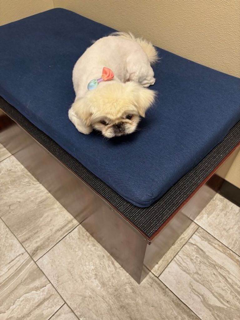 Mopsey Profile Photo