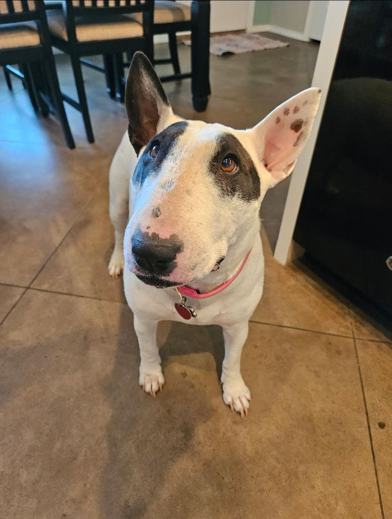 Stella Noel Holloway Profile Photo