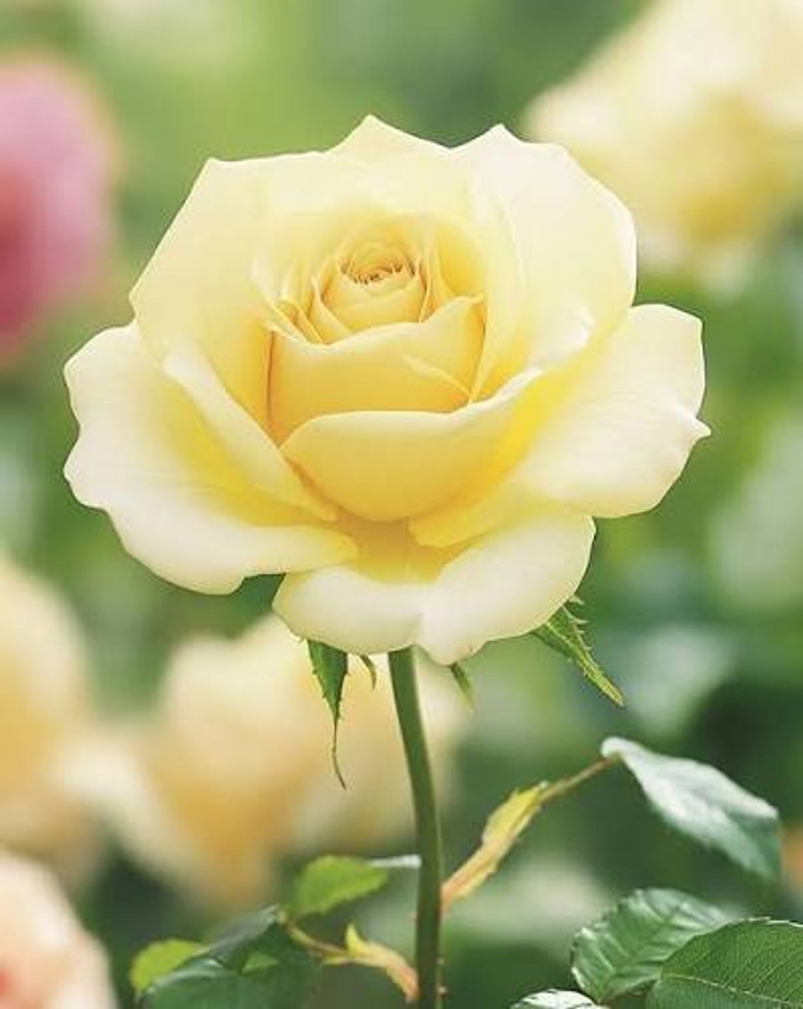 Cover for Ruth Trujillo's Obituary