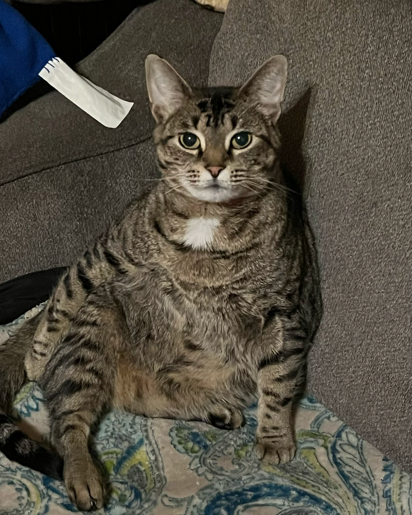 Nala Jo Sherbahn