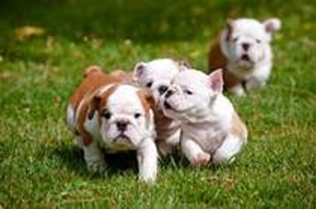 Loretta Patricia (Mays)  Mansfield