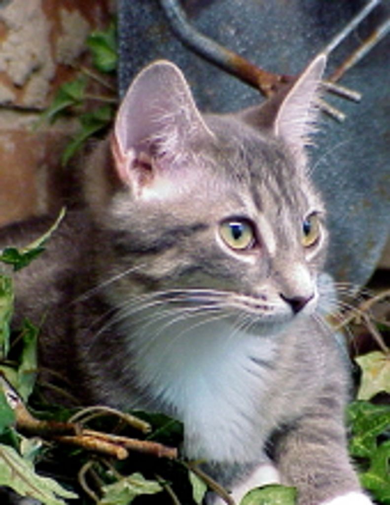 Katie  Anderson-Truett Profile Photo