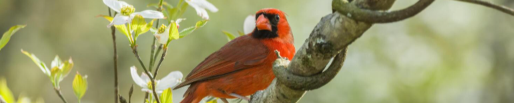 Cover photo for Rhonda L. (Ard) Steele's Obituary