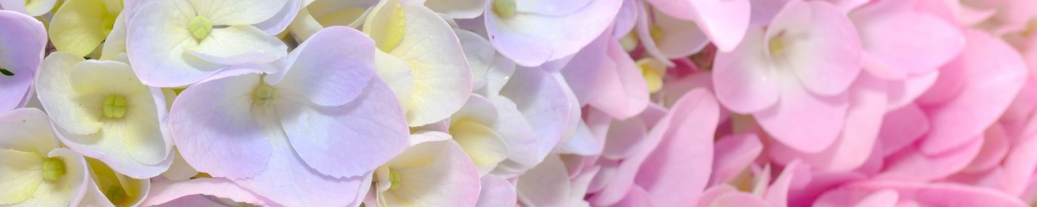 Cover photo for Donna E. (Clark) Husted's Obituary