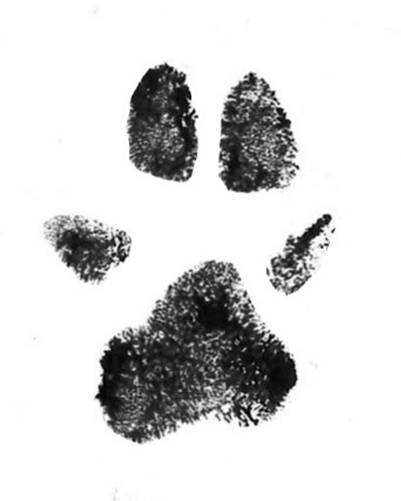 Hachi Fincher Profile Photo