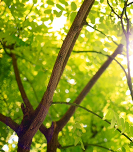 Robert Franklyn "Bob" Sample Jr. Profile Photo