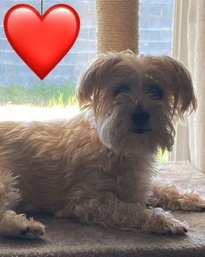 Bella ♥'s obituary image