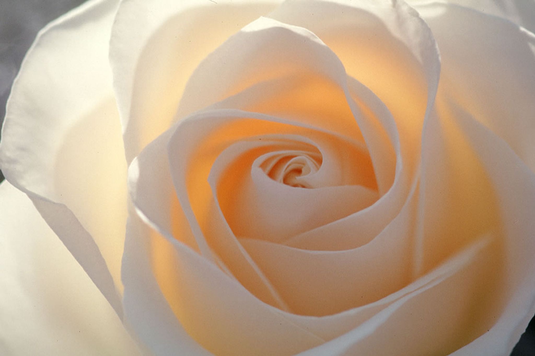 Cover for Dixie Dale Larson's Obituary