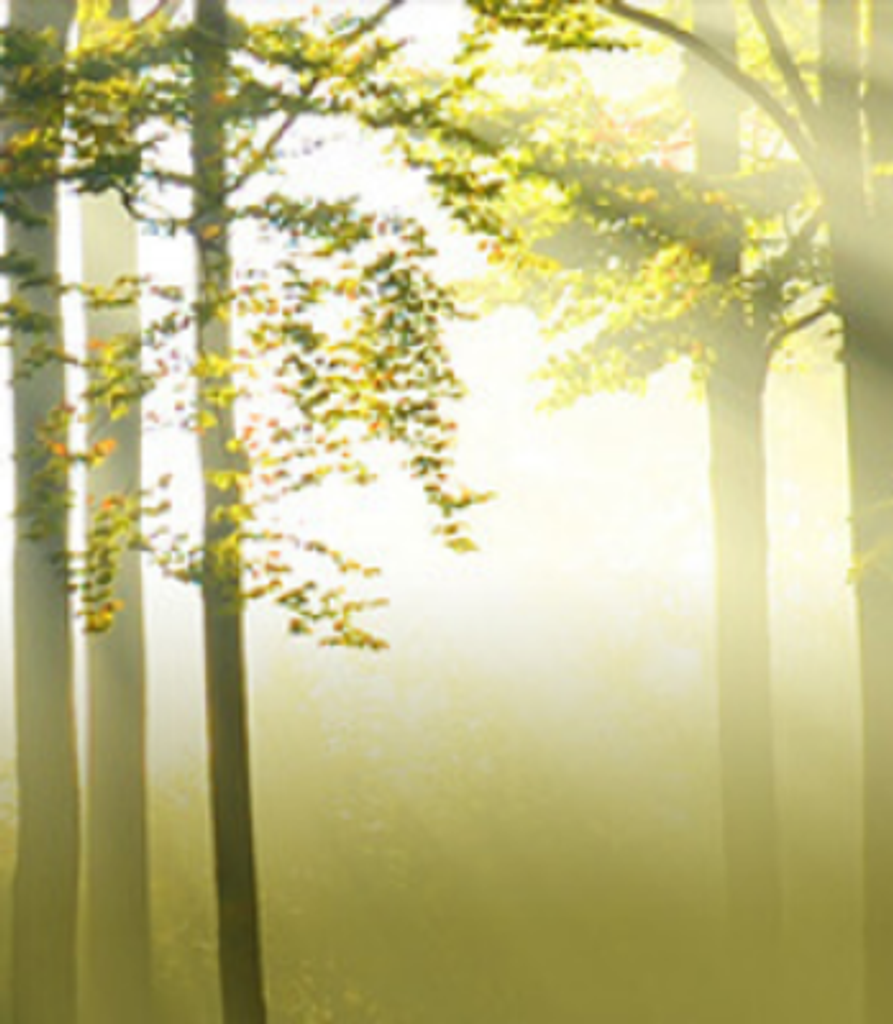 Raphael Rodriguez Torres