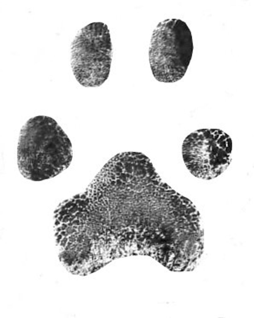 Indi Burgin Profile Photo