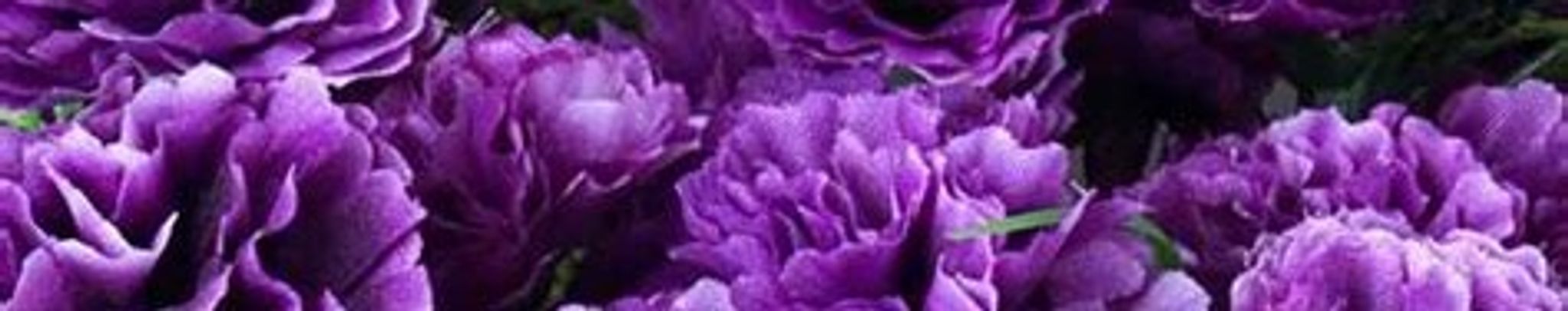 Cover photo for Annette Ida Knutson's Obituary