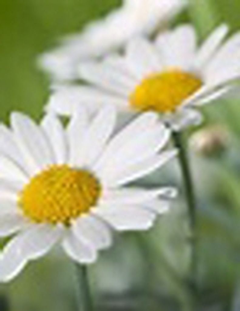 Roberta Sue "Shorty" Dockery -Gwfh