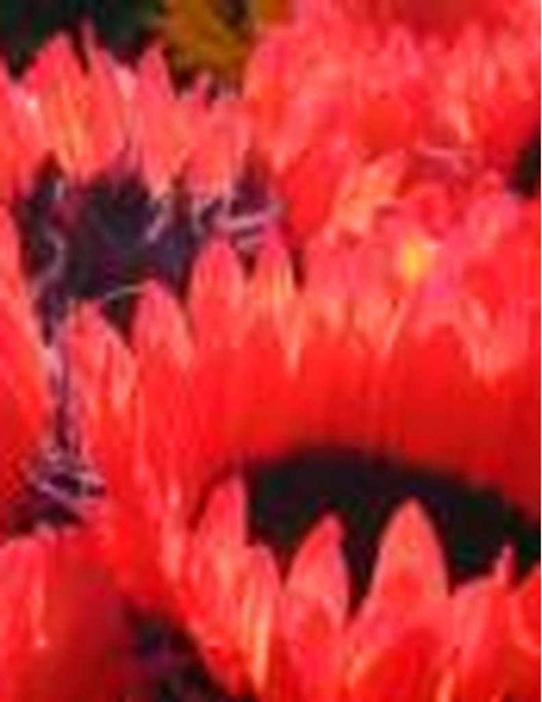 Jane Louise Lewis Bagley