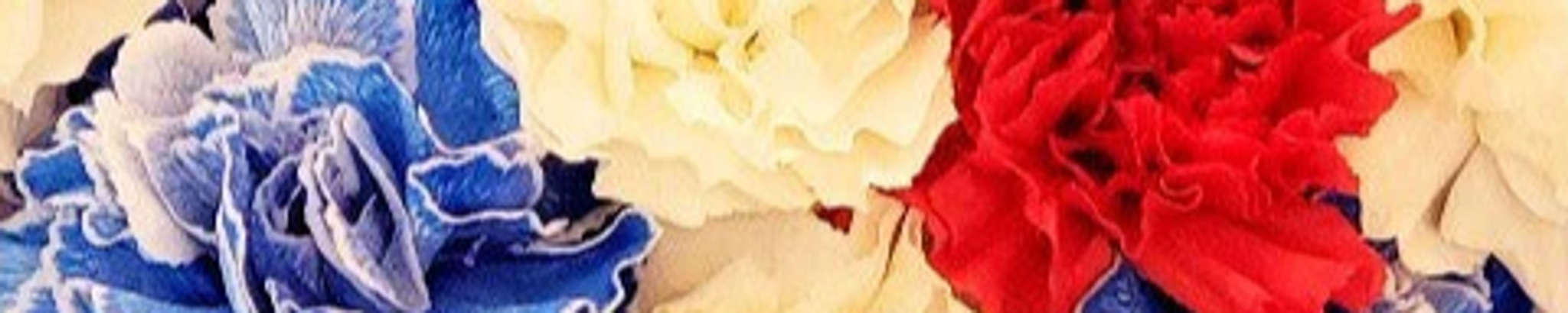 Cover photo for Christy Mallette Byrd's Obituary