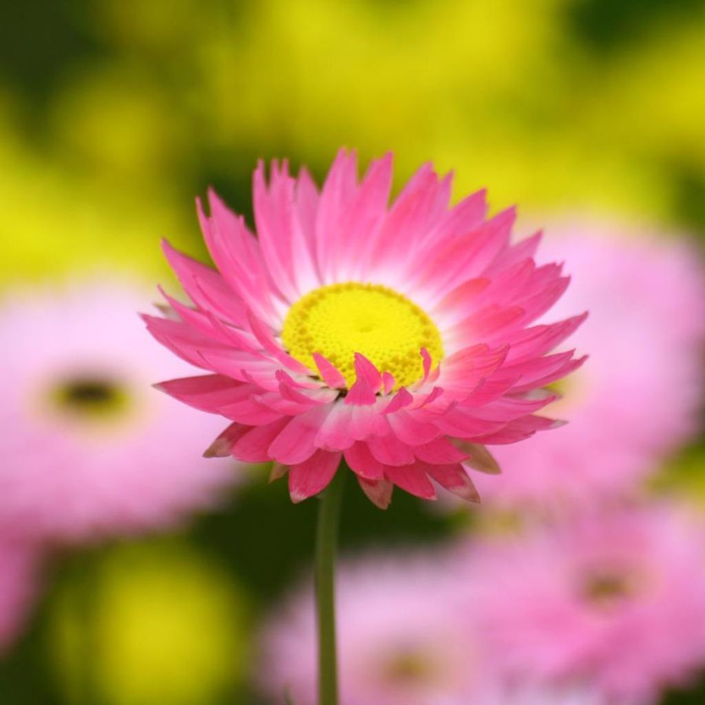 Elaine M. (Fortier) Frantz