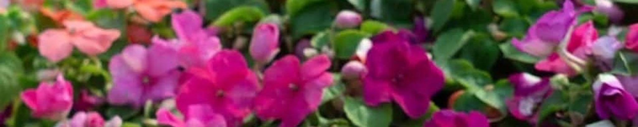 Cover photo for Edith "Edee" Weigert's Obituary