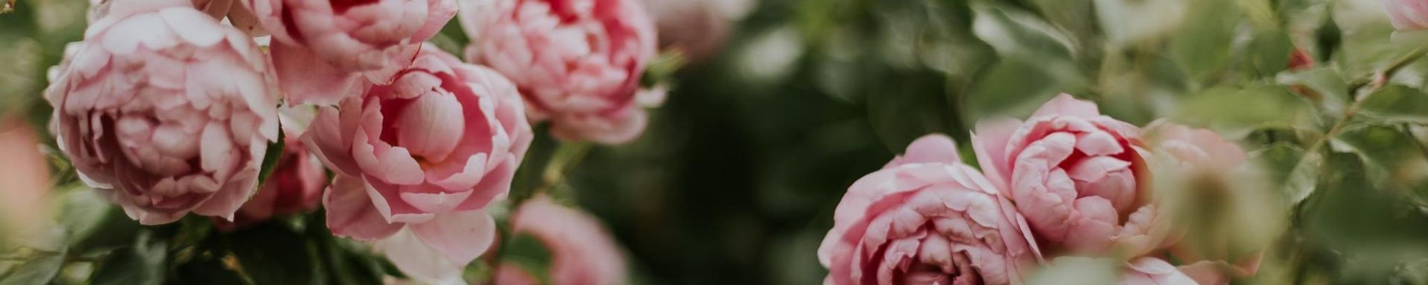 Cover photo for Kelly Lockwood Alfortish's Obituary
