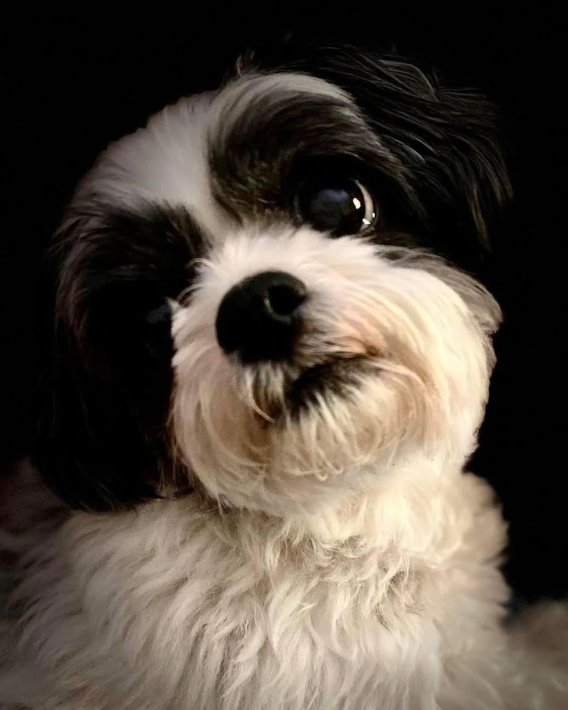 Dixie May Giba Profile Photo
