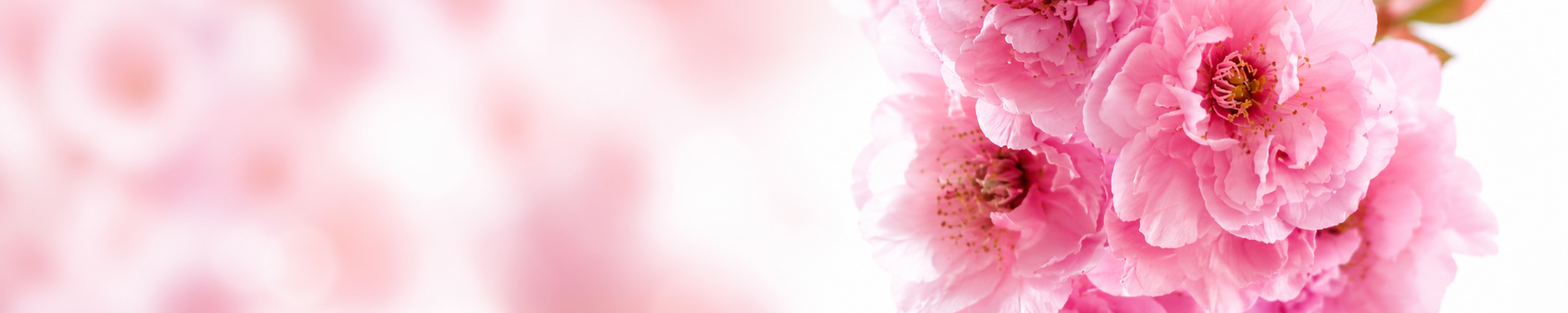 Cover for Anne Mathis Maybin's Obituary