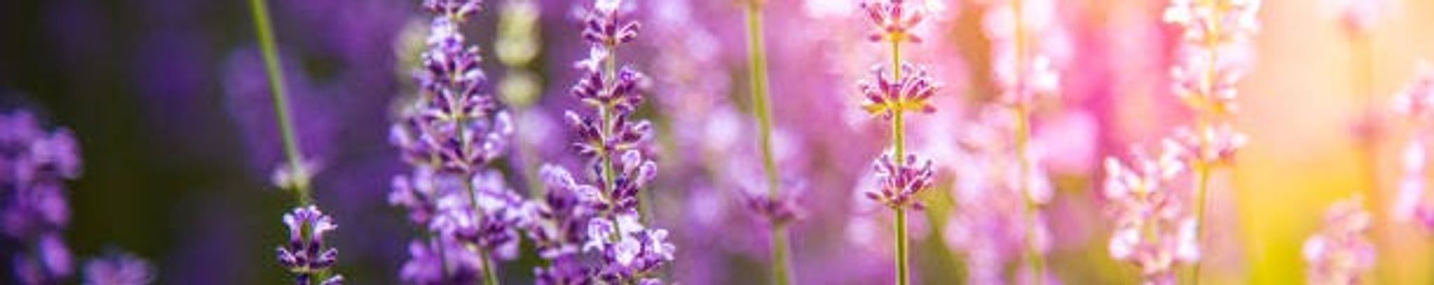 Cover photo for Shannon Marie Kelly's Obituary