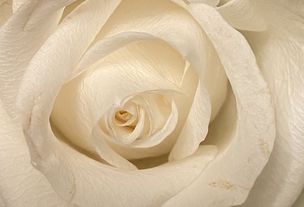 Martha I. Schramm "Sue