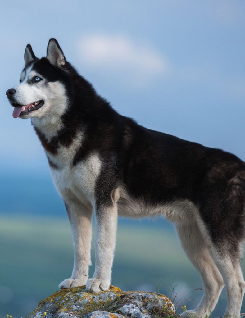 Jon Brian Kunkle Profile Photo