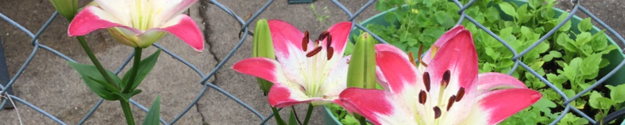 Cover photo for Carole Louise O'Donnell's Obituary