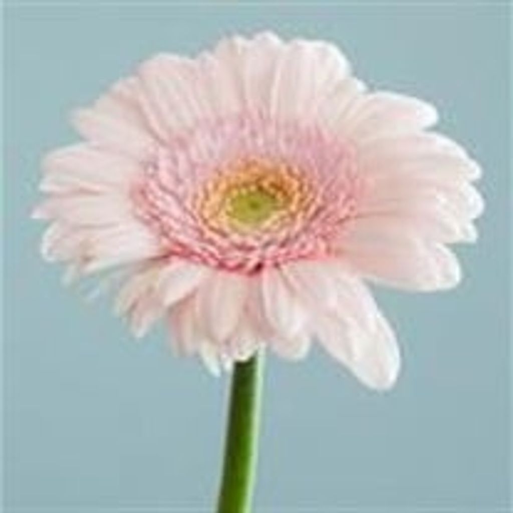 Mary Secriskey Profile Photo