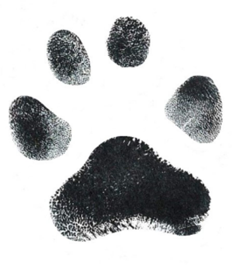 Bosco Barnes