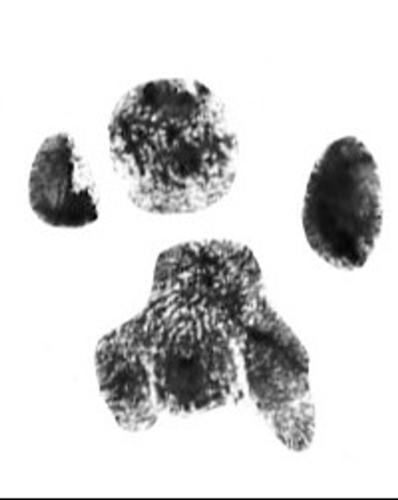 Pearl Rash Profile Photo