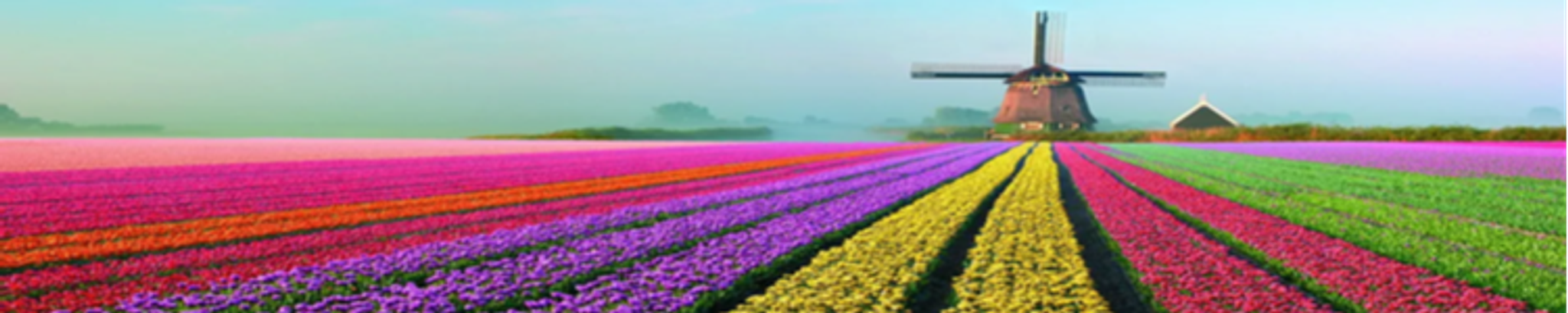 Cover for Antonius Cornelis Ammerlaan's Obituary