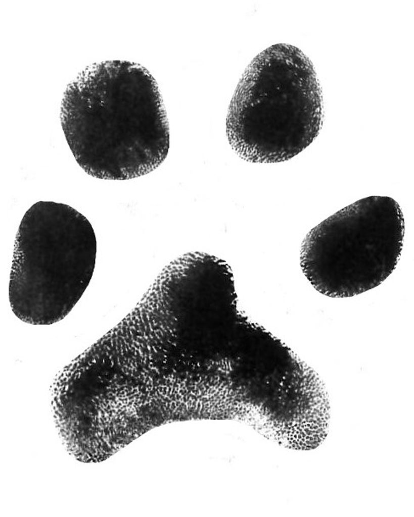 Felix Faiszt Profile Photo