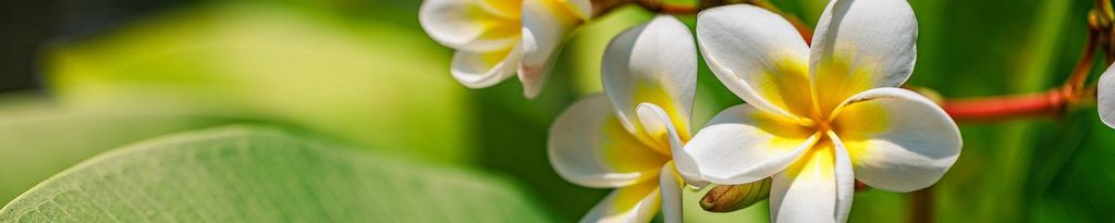 Cover photo for Donna Kreps's Obituary