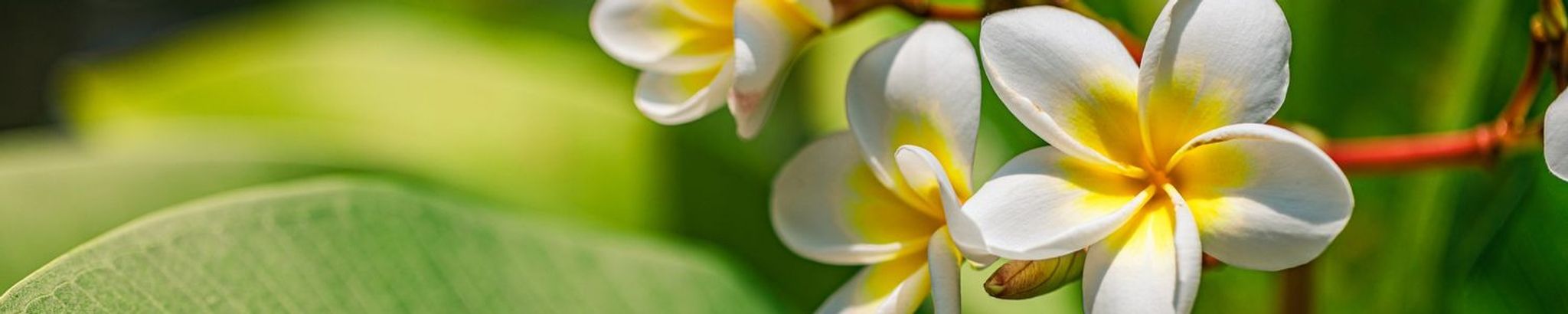 Cover for Donna Kreps's Obituary